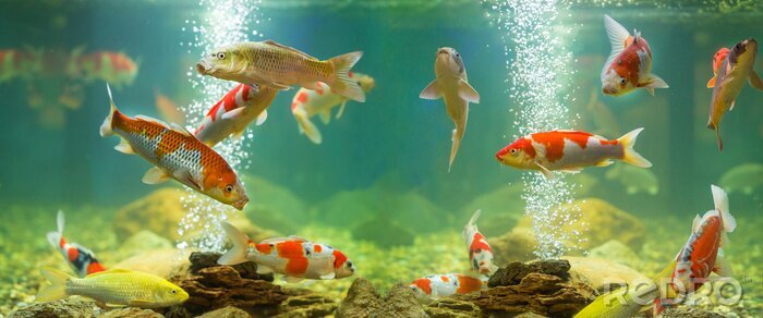 Bild 3D Fische im Aquarium