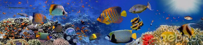 Bild 3D Fische im Ozean