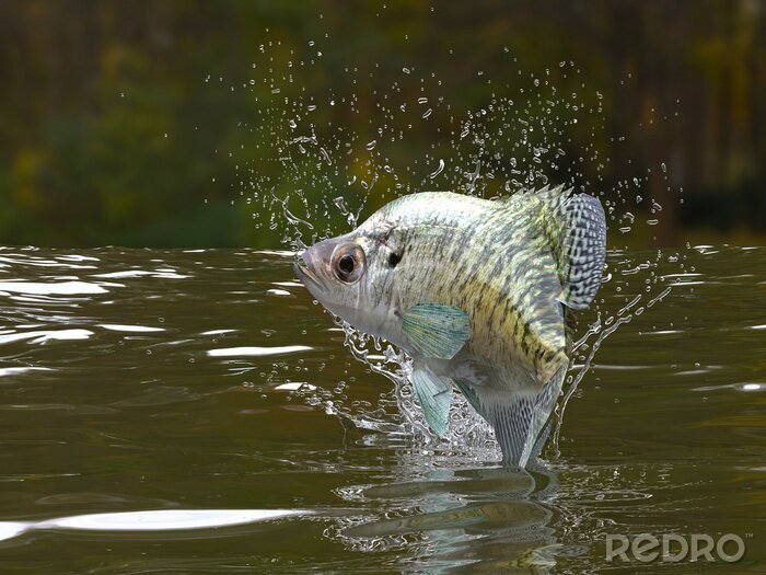 Bild 3D Fishe Springende