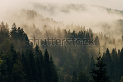 Bild 3D Landschaft mit Wald im Nebel