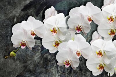 Bild 3D weiße Orchideenblüten auf dunklem Hintergrund