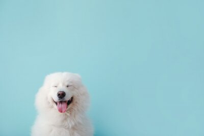 Bild 3D weißer Hund