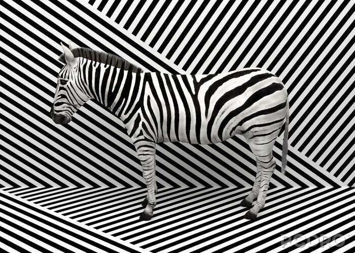 Bild 3D-Zebra-Illustration