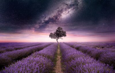 Bild A lavender field full of purple flowers at night with the night sky filled with stars. Photo composite.