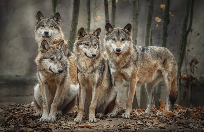 Bild A pack of four wolves (Canis lupus) in the leaves