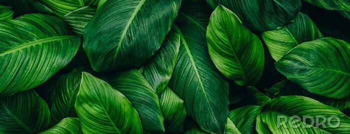 Bild abstract green leaf texture, nature background, tropical leaf 