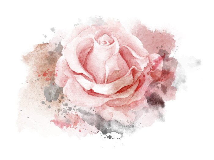 Bild Abstrakt Aquarell Rose auf weißem Hintergrund. Aquarellmalereiillustration