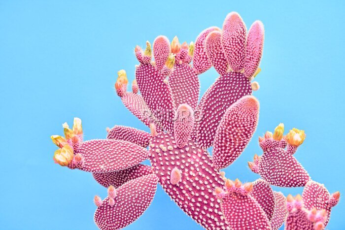 Bild Abstrakter rosa Kaktus auf blauem Hintergrund
