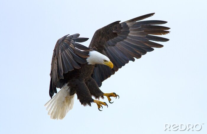 Bild Adler auf dem Hintergrund des Himmels