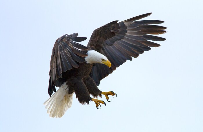 Bild Adler auf dem Hintergrund des Himmels