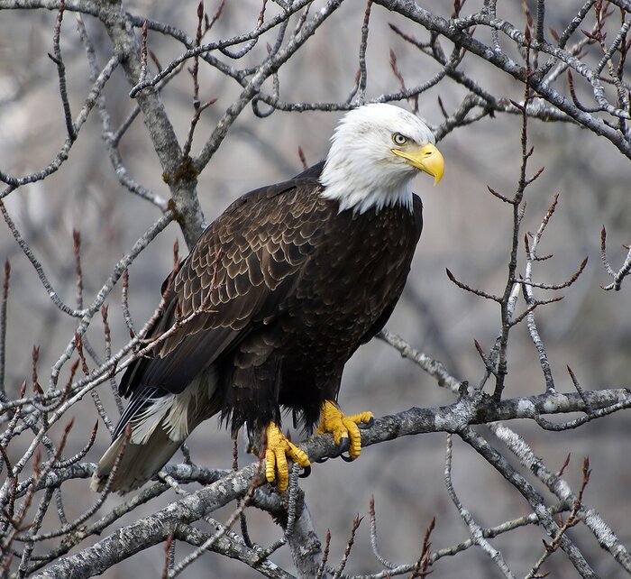Bild Adler auf einem Ast