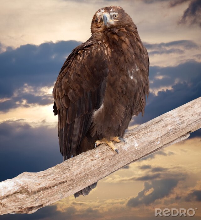 Bild Adler auf einem Baumstamm