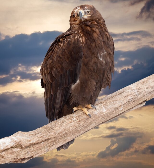 Bild Adler auf einem Baumstamm