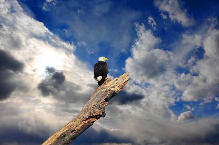 Bild Adler mit weißen Wolken im Hintergrund
