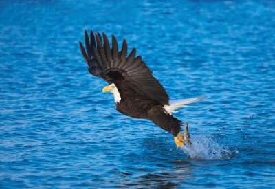 Adler über Wasser
