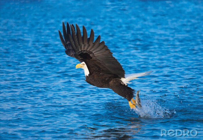 Bild Adler über Wasser