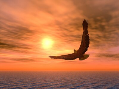 Adler vor dem Hintergrund der untergehenden Sonne