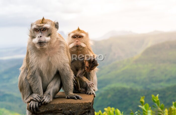 Bild Affenfamilie mit Bergpanorama im Hintergrund
