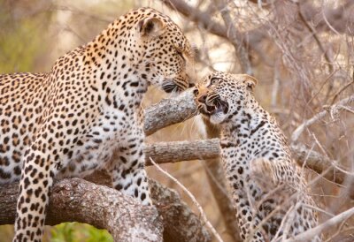 Bild Afrika Leopard