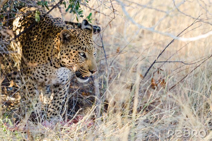 Bild Afrika Leopard auf Beutejagd