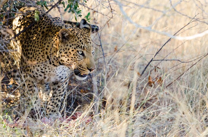 Bild Afrika Leopard auf Beutejagd