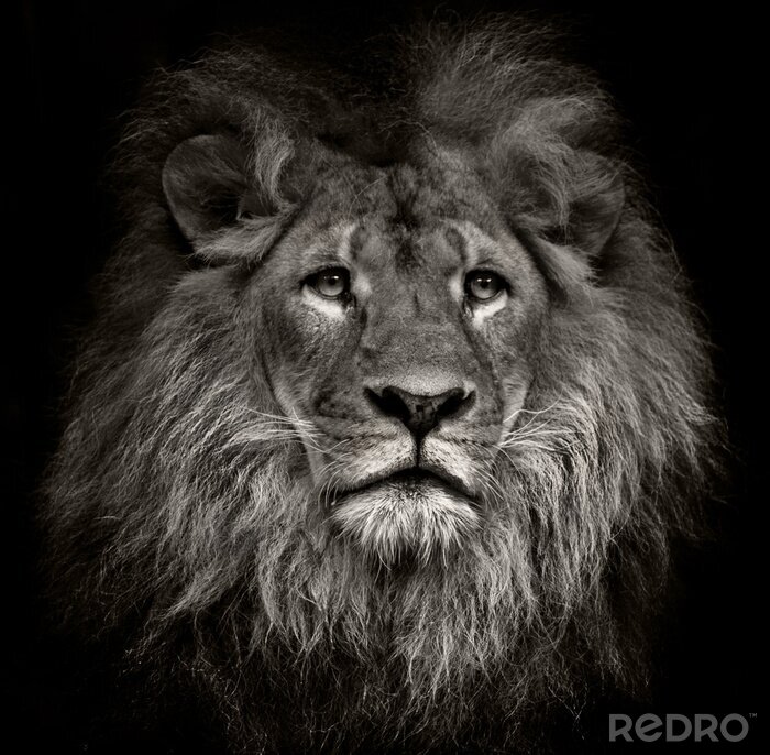 Bild Afrika Löwen
