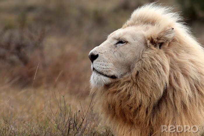 Bild Afrika Löwen