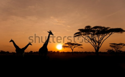 Bild Afrika Sonnenuntergang Landschaft