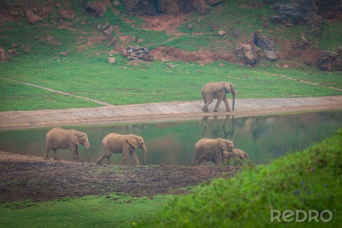 Bild Afrikanische Elefanten am Wasser