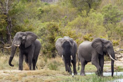 Bild Afrikanische Elefanten im Park