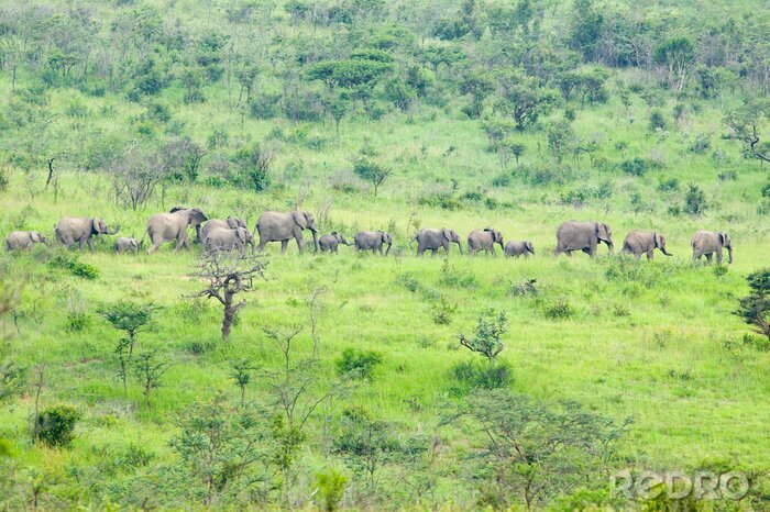 Bild Afrikanische Elefanten in Reihe