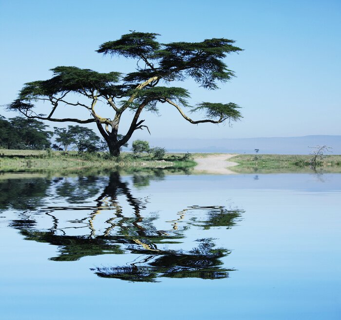 Bild Afrikanische Landschaft mit Pflanzen