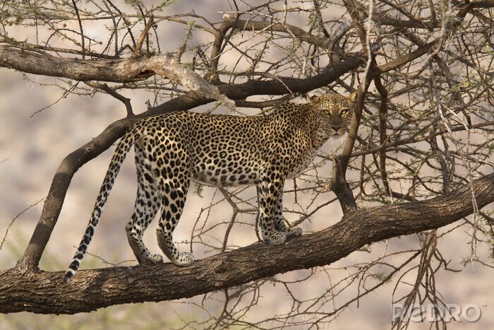 Bild Afrikanische Leopard Ansicht