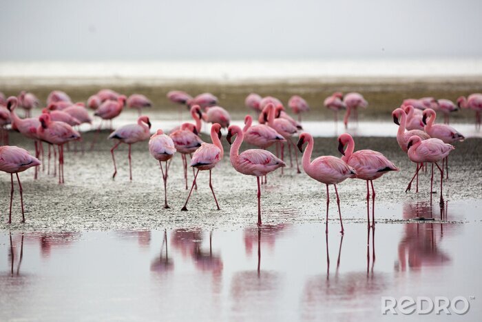 Bild Afrikanische Motive Flamingos in der Bucht