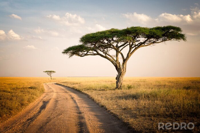 Bild Afrikanische Savanne Bäume