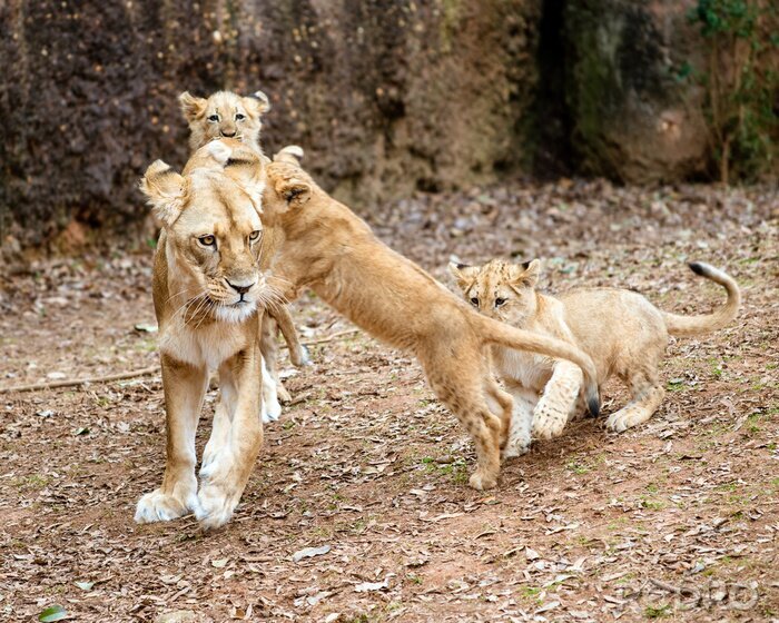 Bild Afrikanische spielende Löwenjungen