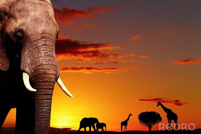Bild Afrikanische Tiere vor dem Hintergrund der Sonne