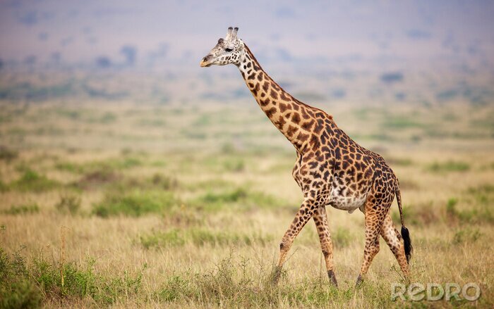 Bild Afrikanischen Savanne Giraffe