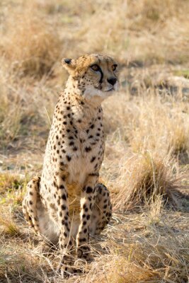 Bild Afrikanischen Savanne Leopard