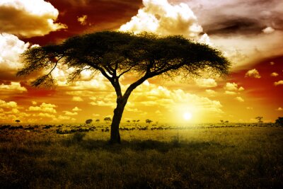 Bild Afrikanischer Baum