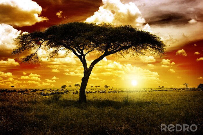 Bild Afrikanischer Baum