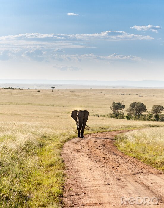Bild Afrikanischer Elefant auf dem Weg