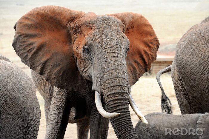 Bild Afrikanischer Elefant im kenianischen Park