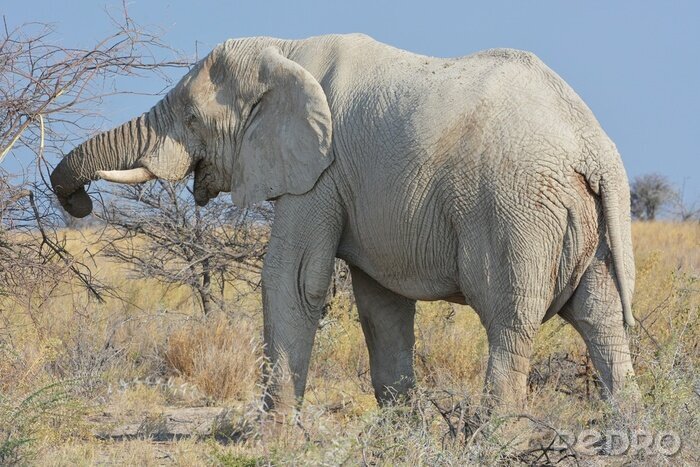 Bild Afrikanischer grauer Elefant