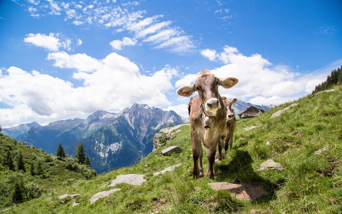 Bild Alpenkühe mit Berglandschaft im Hintergrund