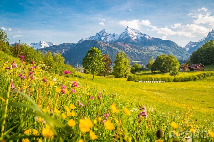 Bild Alpine Frühlingswiese