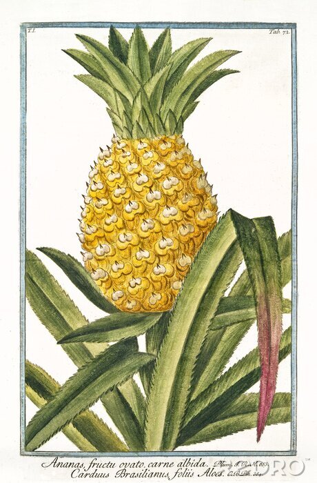 Bild Alte botanische Illustration von Ananas fructu ovato (Ananas vomosus). Von G. Bonelli über Hortus Romanus, publ. N. Martelli, Rom, 1772 - 93