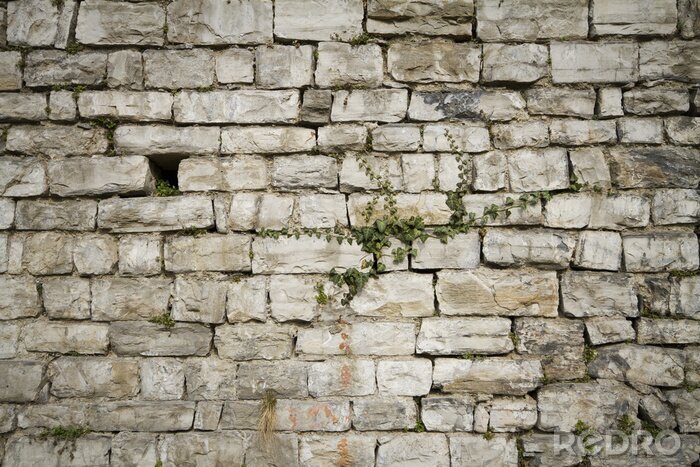 Bild Alte Mauer mit Pflanzen