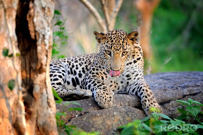 Bild Am Baum liegender Leopard