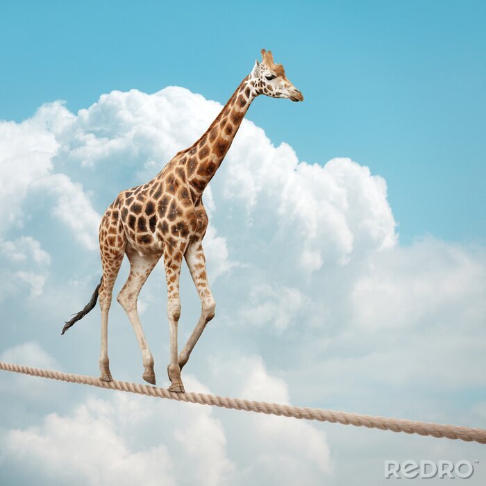 Bild Am Seil gehende Giraffe